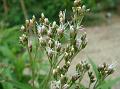 Burma Agrimony